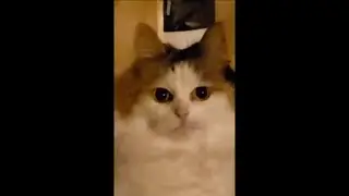 Cat Staring At Owner While He Videos Another