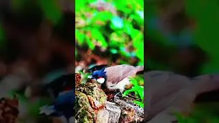 How to Collect Food for Birds 🎉 #Bird feeding #DIY #Wildlife #BirdWatching