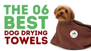 The Best Dog Drying Towels