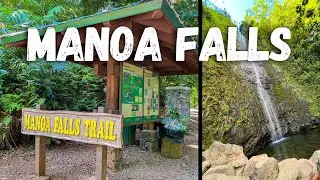 Manoa Falls | Oahu's most popular waterfall hike
