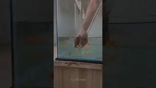 Imported Oranda gold fish small size | JO&rsquo;S FARM | 8089377854.  #goldfish #aquariumfish