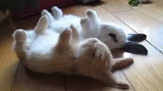 Cute Baby Rabbits Doing Funny Things