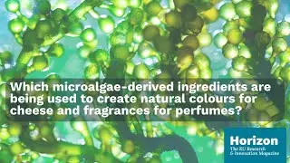 Magic of microalgae: sustainable ingredients for food, feed and fragrance