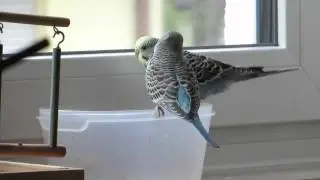Restefuttern aus dem Futterbeh&auml;lter