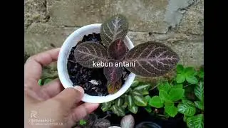 BIBIT EPISCIA: KEEWEE, CHOCO BROWN SOLDIER, COUNTRY BRILLIANCE, ALICE AUSSIE, MISTIC STAR, METALICA