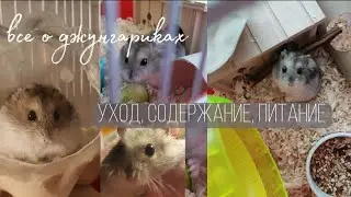 всё  о джунгарских хомяках | содержание, питание, уход . что нужно для появления питомца в доме?