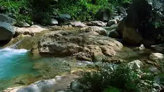Peaceful Forest River | Soothing Stream Sounds for Sleep, Study, Meditation