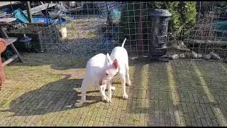 Bandit vs Binky