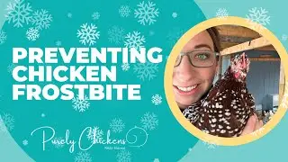 Preventing Chicken Frostbite