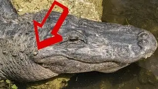 Exploring the Everglades - Big Cypress Loop Road