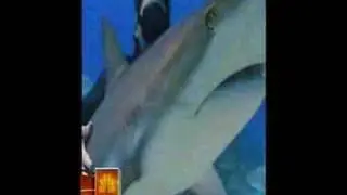 Swimming With the Sharks - Sharkwater on Today Show