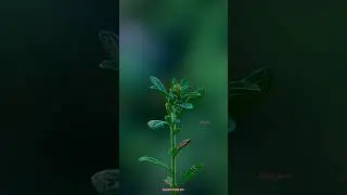 A close-up of a plant🌿🌿 with small green leaves☘️☘️ photo shoot
