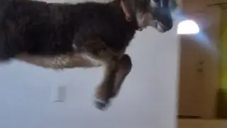 Lambs know how to party