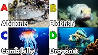 Alphabet Song with ocean Animals | ABC Learning Video for Preschool Kids | Koko Study Class