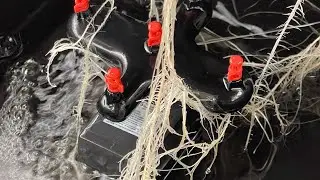 Super Sprouter Root Rain Spray Cloner 💦 Massive Roots 🤯 Shishkaberry 🍓Transplanted into new home.