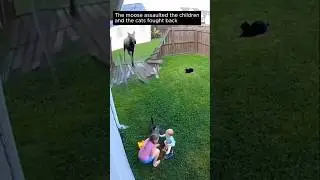 Cats vs Moose 😱 Real CCTV Footage &mdash; Kids Saved in Backyard!|Real Hero Cats