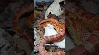 Кормлю огромную крысу моей агрессивной кукурузной змее! 🐁🐍😨 #шорты