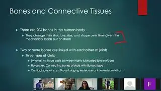 L15 - Musculoskeletal System