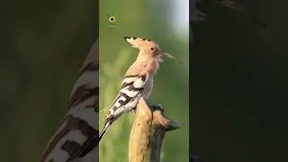 Huhud Birds #naturalbeauty #birds #nature #short #shots #reels