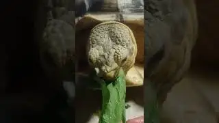 asmr sulcata 🐢 #shorts #asmr #turtle #tortoise #sulcata #animals #pets #feedshorts #eating #mukbang