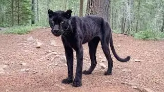 Der Mann fütterte den abgemagerten Leoparden sechs Monate lang, und dann geschah etwas Schreckliches