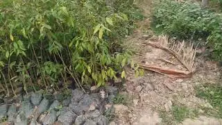 अगर वृक्ष की खेती और नर्सरी#Agarwood Plant Farming & Nursery#maharastra#agarwood#Aquilaria agallocha