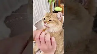 Cat clean teeth. #cat #catlovers #catlife #cats #pet #shorts #catvideo