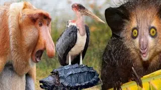 Top 10 Most Dangerous & Ugliest Animals in the World. 