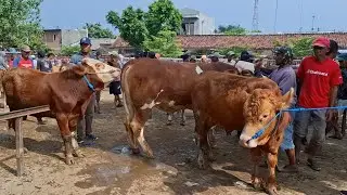 16 JUTA'AN‼️EKONOMIS'AN AKHIR TAHUN || HARGA SAPI BAHAN KURBAN || PASAR SAPI WARUJAYENG NGANJUK |