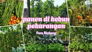 PANEN KACANG PANJANG,BAYAM BRAZIL DAN TOMAT PERDANA DI KEBUN PEKARANGAN BONUS TIMUN DAN PAKCOY UNGU