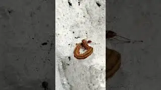 WORM VS.  ANT