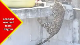 Nagpur: Forest Department Rescue team successfully rescued the leopard that entered residential area