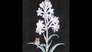 J.C. Bach - Quintet in C major, Op. 11 No. 1