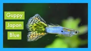 Guppy Japan Blue