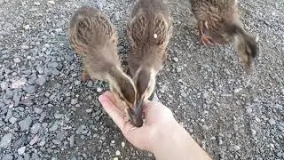 Hand Feeding Wild Geese and Ducks