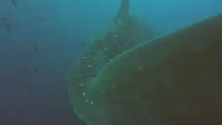 Tibur&oacute;nballena en Darwin, islas Gal&aacute;pagos.