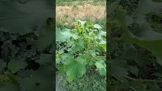 Rough Cocklebur (Xanthium strumarium)