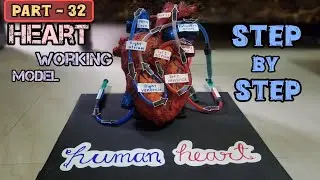 Biology Project _ Heart working model_3d model #science#biology#medical