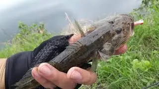 Biya  Catch and Release