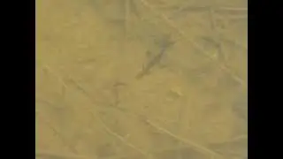 Lissotriton (Triturus) vulgaris ampelensis dancing...