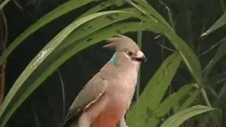 blue naped mousebird