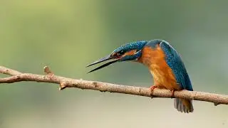 Alcedo atthis