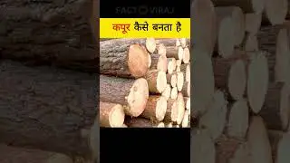 देखिए कपूर कैसे बनता है | Kapoor Kaise Banta Hai | How Camphor is made
