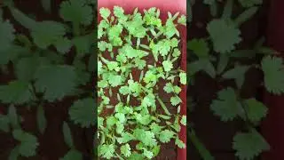 SHORTS#CORIANDER GREENS 19 TH DAY STATUS#TERRACE GARDENING