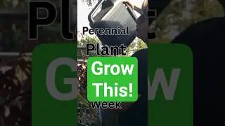 Perennial Plant Peek of the Week 3: Globe Artichoke 🌿 | Suburban Life Permaculture