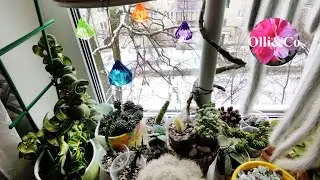 Мои удивительные Комнатные растения // Суккуленты, Церопегии, Хойи, Крассулы