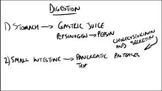 Proteins - Digestion & Absorption