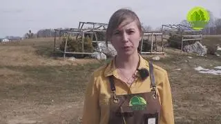 Сибирские газоны