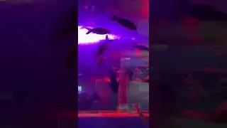 Marine expo