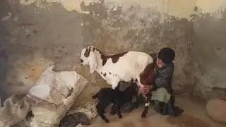 Boy Stolen Goat And Goat Baby In Village Funny Video 😂 